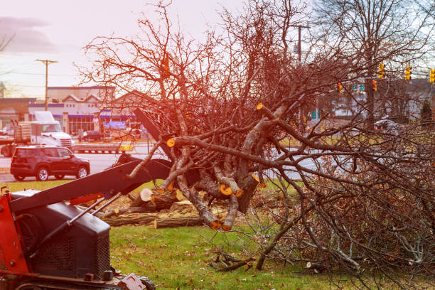 Best Emergency Tree Removal  in Huron, CA